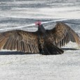 Perils of Road Testing No. 23 Staffer Lance Holst recently set a record by claiming the largest confirmed road kill ever recorded during _Motorcyclist_ testing. In fact, due to the size of the bird and the...