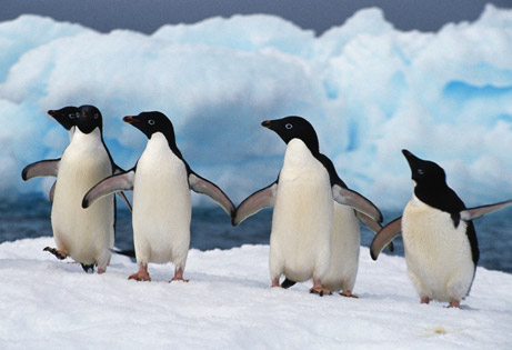  penguins 