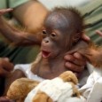 Witness of a plane crash Aviation crash investigator came upon a terrible wreck where the pilot and copilot had been knocked unconscious. As he looked upon the wreckage a little monkey came out of the...