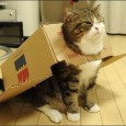 Silly cat, you can’t fly