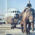 Elephant service