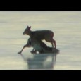 Helicopter Rescues Doe and Fawn on Thin Ice