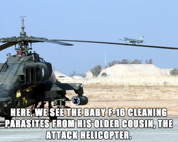 here_we_see_the_baby-f-16.png