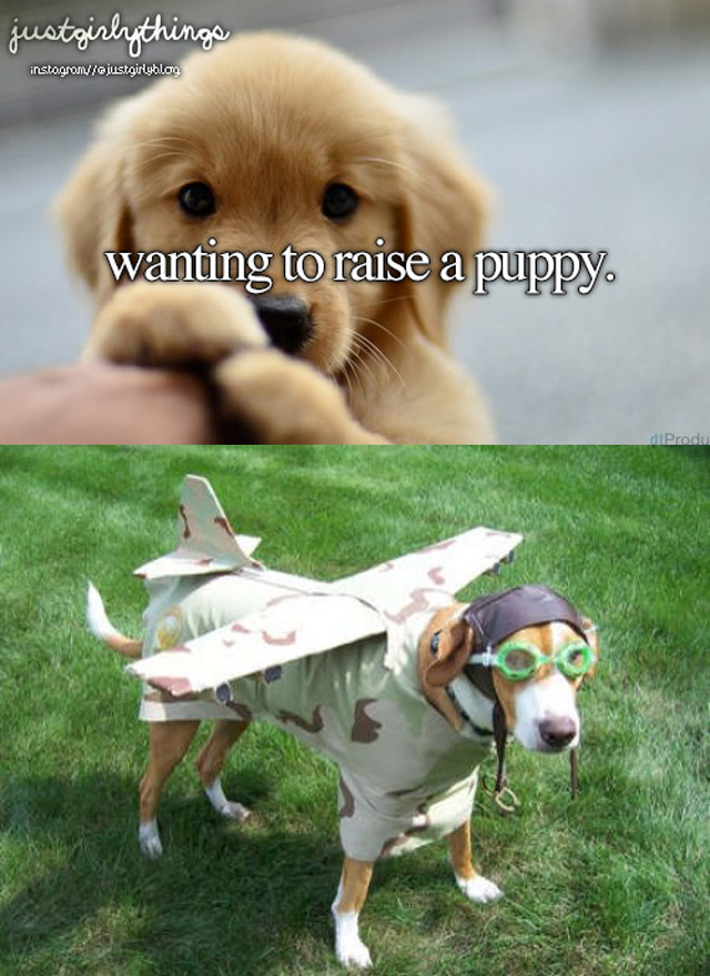 airplane-dog-costume2