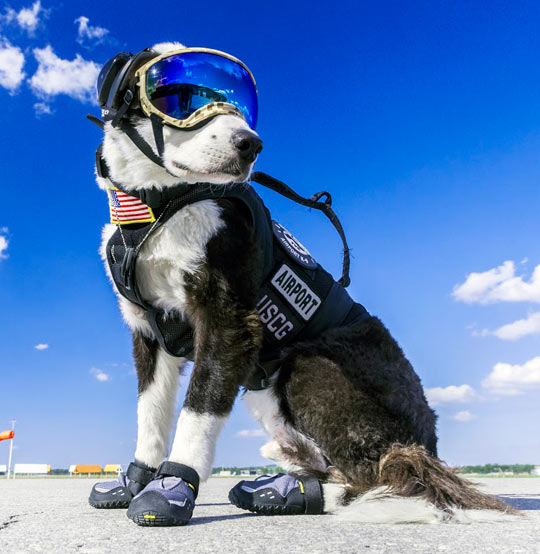 Airport Guard Dog