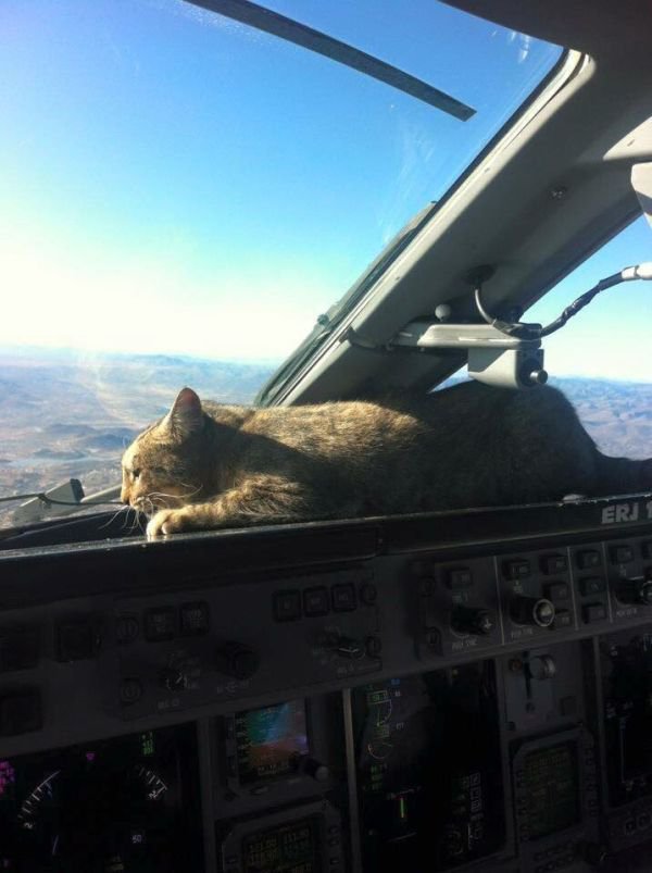 Cat one approach