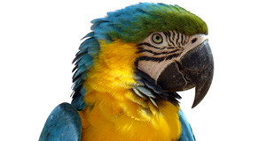A parrot on the plane