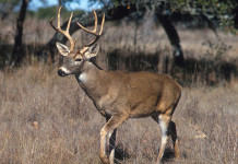 Deer On The Runway