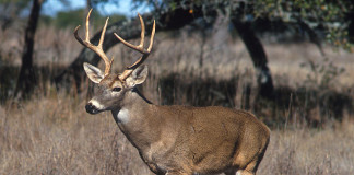 Deer On The Runway