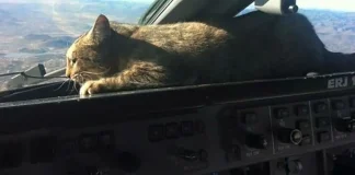 Funny Airplane Repair Logs – Pilots Vs Maintenance Engineers A tabby cat relaxing on the instrument panel in an airplane cockpit, looking out the windshield at the sky. This humorous image illustrates the "Mouse in cockpit. Cat installed." funny airplane repair log entry.