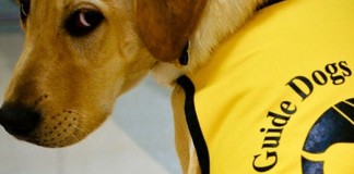 The Seeing Eye Dog!