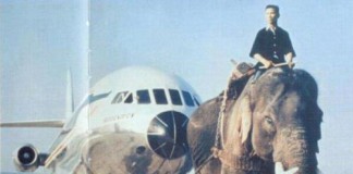 Elephant service