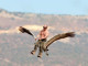 Russian President Putin teaching endangered cranes to fly - Aviation Humor