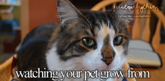Watching your pet grow from a kitten to a cat
