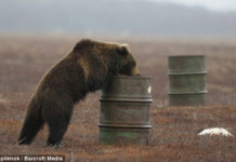 Russian Bears Are Hooked On Jet Fuel, True Story!