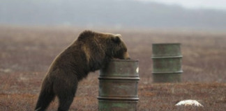 Russian Bears Are Hooked On Jet Fuel, True Story!