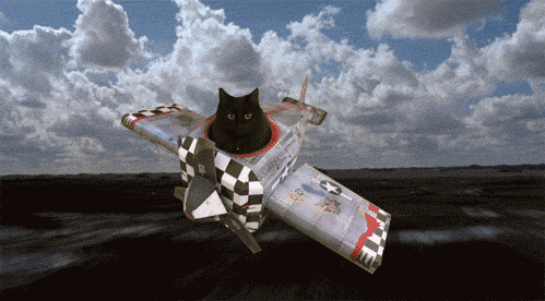 funny-gif-cat-toy-plane-sky