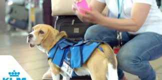 Airline Hires ADORABLE DOG To Run Lost & Found