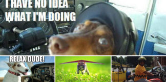 Aviation Geek’s Favorite Pets