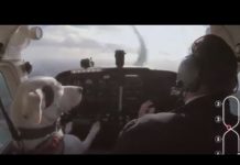 Someone must have been real high when they decided ”hey, I bet we can make the dog fly the plane”