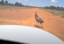 Emu Near Miss