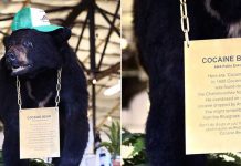The Curious Case Of PABLO ESKOBEAR- The “COCAINE BEAR”
