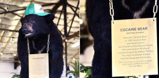 The Curious Case Of PABLO ESKOBEAR- The “COCAINE BEAR”