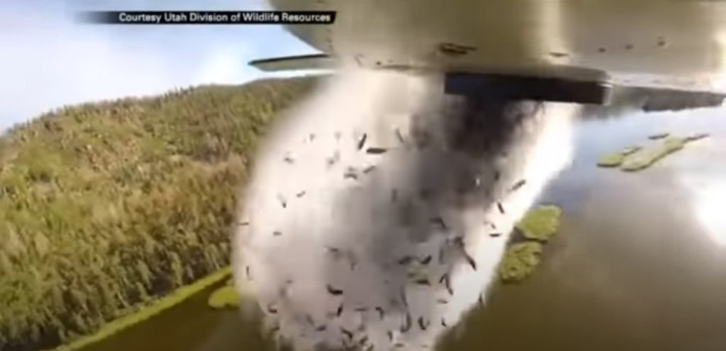 Airplane Drops Thousands of Fish Into Lake