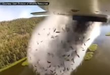 Airplane Drops Thousands of Fish Into Lake Airplane Drops Thousands of Fish Into Lake