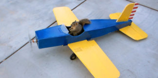 Squirrel Steals An Airplane