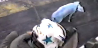 Navy Pranks… Greased Pigs on the USS Saratoga Aircraft Carrier Greased Pigs on the USS Saratoga Aircraft Carrier