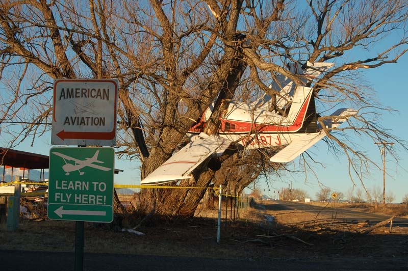 Plane-in-a-Tree.jpg