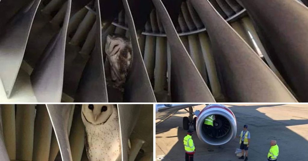 During pre-flight checks on a Virgin Australia Boeing 737-800 at Melbourne Airport, engineers came across an owl nestled cozily inside one of the engines.