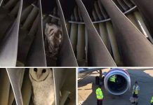 The Cutest Owl Discovered Napping In The Engine During Pre-Flight Check During pre-flight checks on a Virgin Australia Boeing 737-800 at Melbourne Airport, engineers came across an owl nestled cozily inside one of the engines.