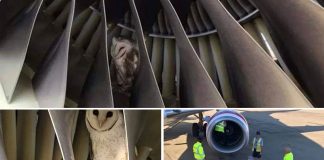 The Cutest Owl Discovered Napping In The Engine During Pre-Flight Check During pre-flight checks on a Virgin Australia Boeing 737-800 at Melbourne Airport, engineers came across an owl nestled cozily inside one of the engines.