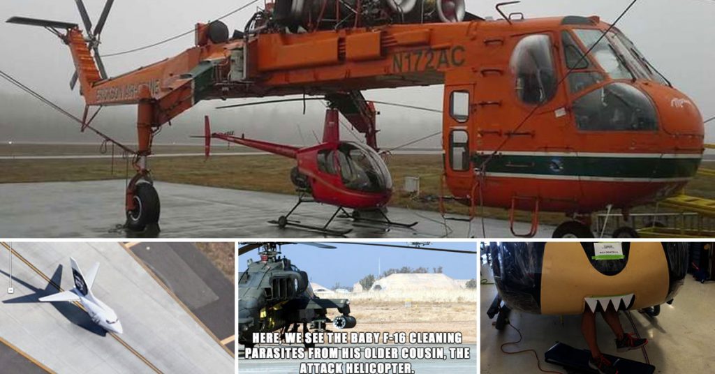 Wondrous Life of Wild Aircraft