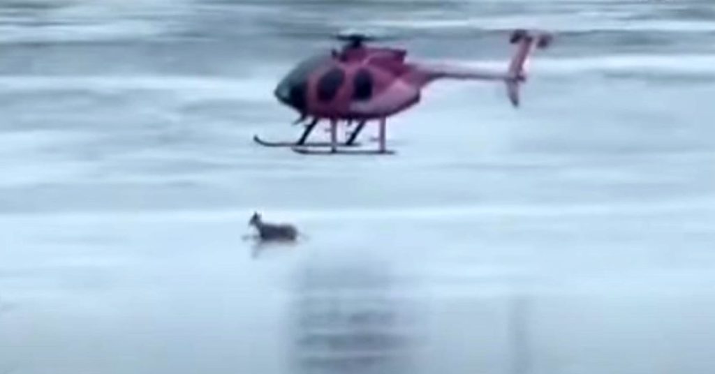 Helicopter Rescues Doe and Fawn on Thin Ice