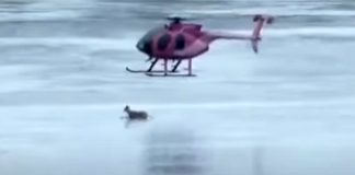 Helicopter Rescues Doe and Fawn on Thin Ice Helicopter Rescues Doe and Fawn on Thin Ice