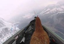 Farmer finally fulfills chicken’s dream of flying
