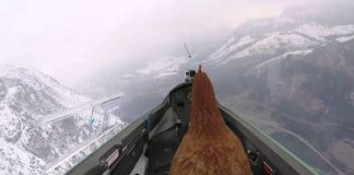 Farmer finally fulfills chicken’s dream of flying
